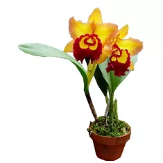 Каттлея - Cattleya D12 H35