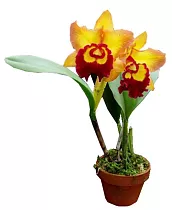 Каттлея - Cattleya D12 H35