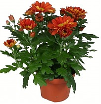 Хризантема в горшке Бронзовая - Chrysanthemum Bronze/Brown D12 H27