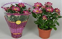 Хризантема в горшке пурпурная - Chrysanthemum Robinho D9 H20
