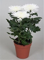 Хризантема в горшке Анастасия Белая - Chrysanthemum Anastasia D12 H27