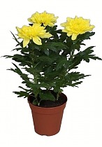 Хризантема в горшке Желтая - Chrysanthemum Yellow D10 H27