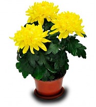 Хризантема в горшке Зембла Желтая - Chrysanthemum Zembla Yellow D10 H25