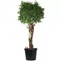 Фикус Бенжамина Колумнар - Ficus benjamina Columnar D40 H170