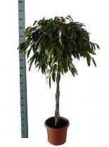 Фикус Биннедика Амстел Кинг косичка - Ficus Amstel King D35 H170