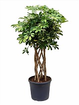 Шеффлера Голд Капелла цилиндр - Schefflera gold capella D25 H120