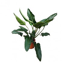 Филодендрон Давидсони - Philodendron Davidsonii d33 H120
