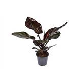 Филодендрон Блэк кардинал - Philodendron Black Cardinal D19 H70