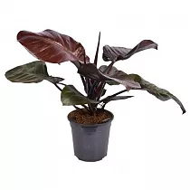 Филодендрон Блэк кардинал - Philodendron Black Cardinal D21 H75