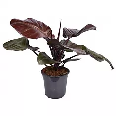 Филодендрон Блэк кардинал - Philodendron Black Cardinal D21 H75