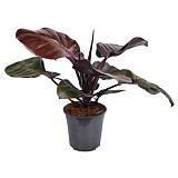 Филодендрон Блэк кардинал - Philodendron Black Cardinal D21 H75