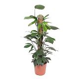 Филодендрон Драгон Тэйл - Philodendron Dragon Trail Mosspole D27 H110