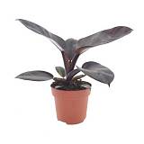 Филодендрон Блэк кардинал - Philodendron Black Cardinal D12 H25