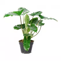 Филодендрон Бурле Маркс - Philodendron Burle Marx D15 H60