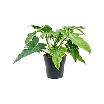 Филодендрон Драгон Вариегата - Philodendron Dragon Variegata D24 H50