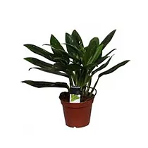 Филодендрон Кобра - Philodendron Cobra D17 H50