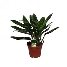 Филодендрон Кобра - Philodendron Cobra D17 H50