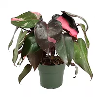 Филодендрон Бургунди Принцесс - Philodendron Burgundy Princess D12 H40