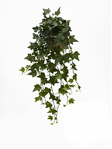 Хедера Хеликс Грин - Hedera helix Green D25 H50