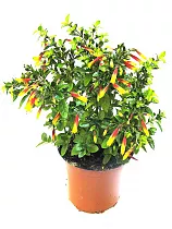 Якобиния (Юстиция) желтая - Jacobinia/Justicia D12 H20