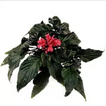 Якобиния (Юстиция) - Jacobinia/Justicia D9 H15