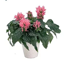 Якобиния (Юстиция) розовая - Jacobinia/Justicia D12 H25