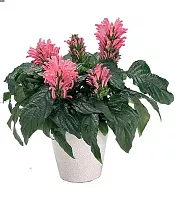 Якобиния (Юстиция) розовая - Jacobinia/Justicia D12 H25