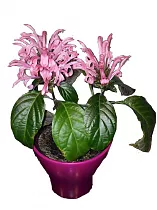 Якобиния (Юстиция) малиновая - Jacobinia/Justicia D12 H20