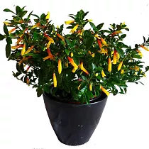 Якобиния (Юстиция) желто-красная - Jacobinia/Justicia D12 H25