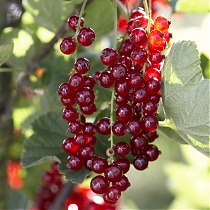 Смородина красная Натали - Ribes rubrum Natalia 1,5-2 ltr, 80-120