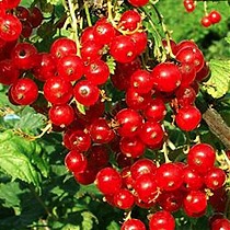 Смородина красная Мармеладница - Ribes rubrum Marmeladnitsa 1,5-2 ltr, 80-120