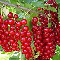 Смородина красная Сахарная - Ribes rubrum Saccharata 1,5-2 ltr, 80-120