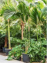 Пальма Арека катеху, Бетелевая пальма - Areca catechu D60 H400
