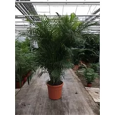 Пальма Дипсис желтоватый - Dypsis Lutescens D58 H280