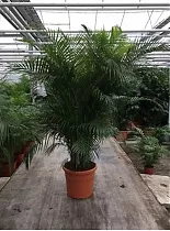 Пальма Дипсис желтоватый - Dypsis Lutescens D58 H280
