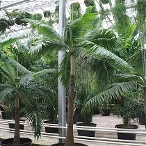 Пальма Диктиосперма белая - Dictyosperma album D80 H400