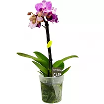 Фаленопсис мини 1 цветонос - Phalaenopsis Pylo’s Novelty D9 H15