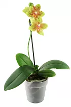 Фаленопсис мини 1 цветонос - Phalaenopsis Pylo’s Novelty D9 H15