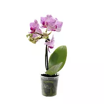 Фаленопсис мини 1 цветонос - Phalaenopsis Pylo’s Novelty D9 H15