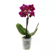 Фаленопсис мини 1 цветонос - Phalaenopsis Multiflora  D9 H15