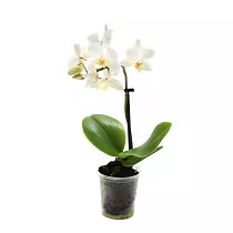 Фаленопсис мини 1 цветонос - Phalaenopsis Pylo’s Novelty D9 H15