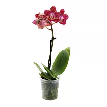 Фаленопсис мини 1 цветонос - Phalaenopsis Multiflora D9 H15