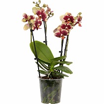 Фаленопсис мини 4 цветоноса - Phalaenopsis Multiflora D9 H15