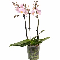 Фаленопсис мини 2 цветоноса - Phalaenopsis Philadelphia  D9 H15
