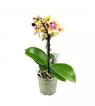 Фаленопсис мини 1 цветонос - Phalaenopsis D9 H20
