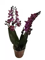 Фаленопсис Мини Арома 2 цветоноса - Phalaenopsis D12 H20