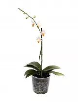 Фаленопсис мини 1 цветонос - Phalaenopsis Mini Mark  D9 H15