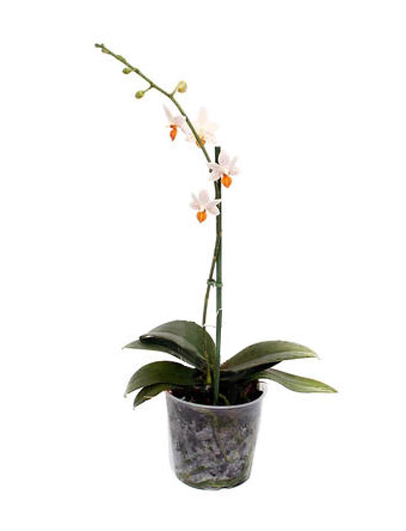 Фаленопсис мини 1 цветонос - Phalaenopsis Mini Mark  D9 H15