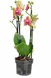 Фаленопсис арома бронзовый будда 2 цветоноса - Phalaenopsis Bronze Buddha D12 H25
