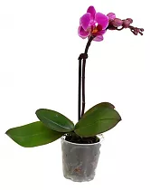 Фаленопсис мини 1 цветонос - Phalaenopsis Pylo’s Novelty D9 H15